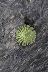 Pyrénées